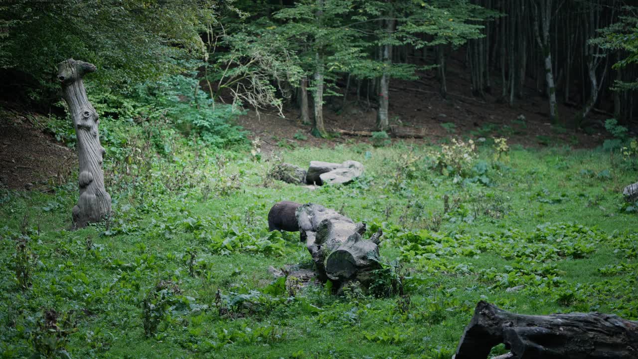 Large Wild Brown Bear looking for Food in Romanian Forest habitat