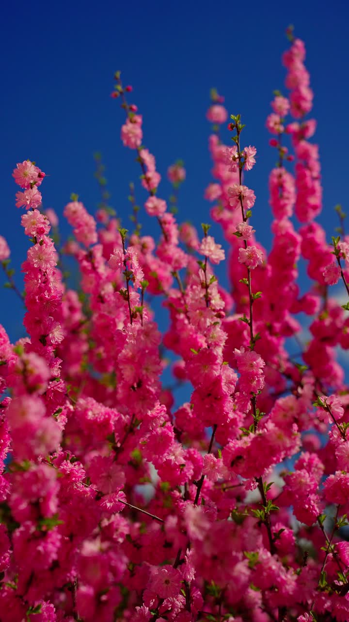 Pink Blossoms Against a Blue Sky