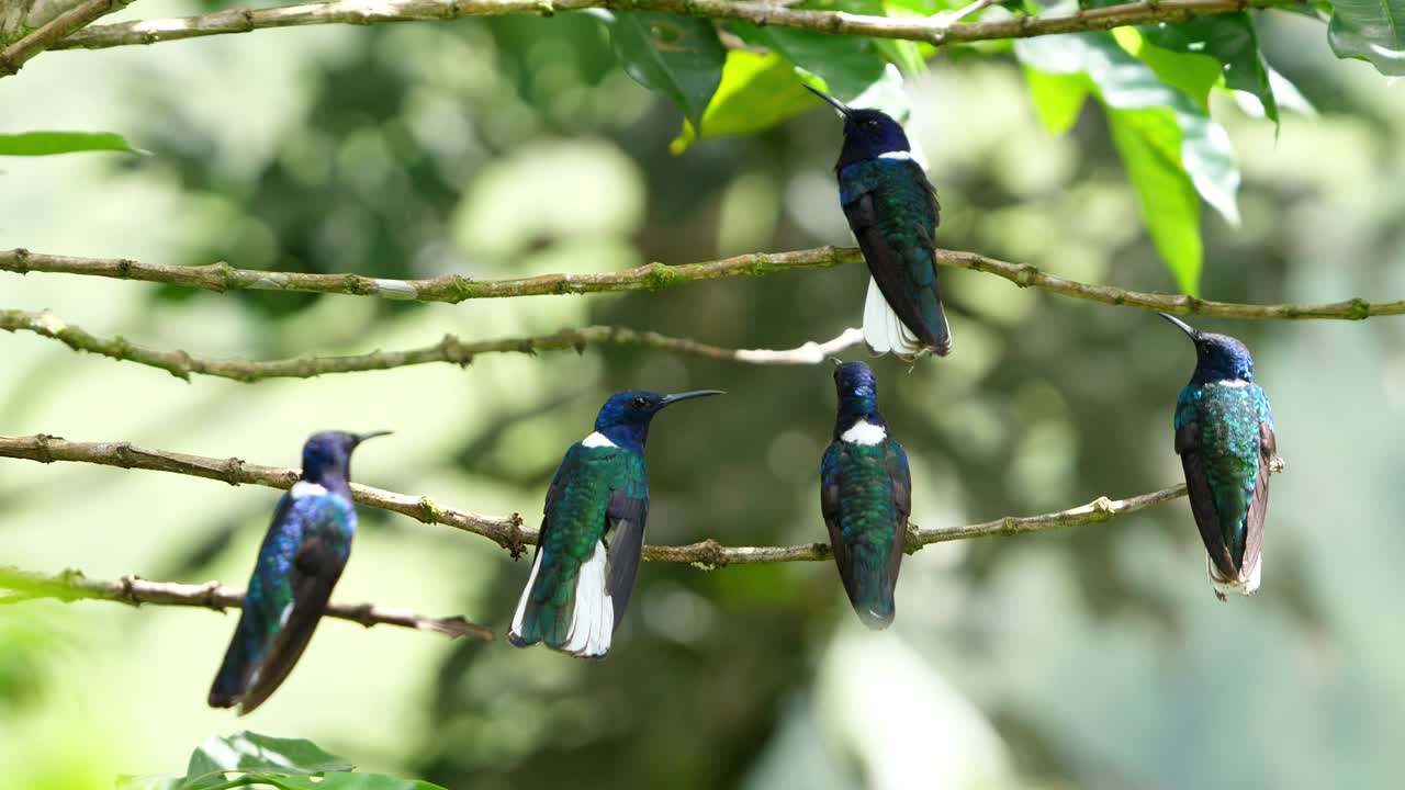 aves jacobinas de cuello blanco en su hábitat natural en el bosque