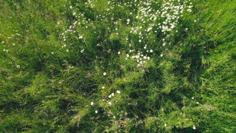 white flowers blooming on green meadow, aerial top down view