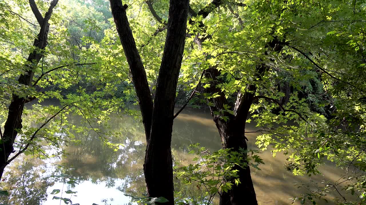 아침 햇빛 4k의 작은 강 근처에서 깊은 숲 패닝 샷