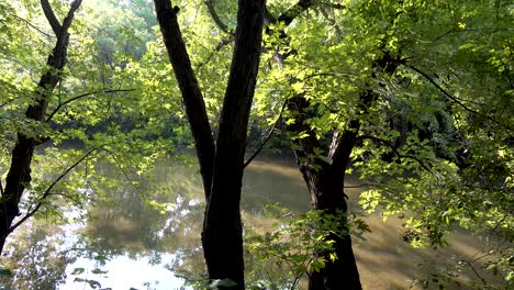 Tiro-Panorámico-De-Bosque-Profundo-Cerca-De-Un-Pequeño-Río-En-La-Luz-Del-Sol-De-La-Mañana-4k