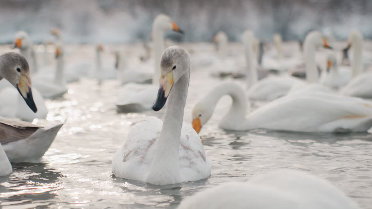 Grasiøs svane på isen. En rolig vinterscene med en svane på et islagt speil som reflekterer daggryets lys. Et fredelig vinterbilde med en grasiøs svane som glir over en stille, frossen innsjø og speiler morgenens glans.