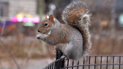 Eichhörnchen,-Das-Nuss-Zeitlupe-Frisst,-Nahaufnahme-New-York