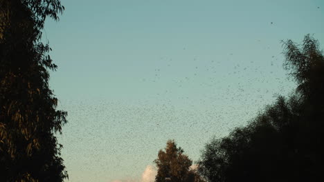 Scenic-flock-of-birds-migrating-in-springtime-in-Italy,-static