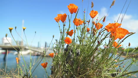 bellas amapolas naranjas con puerto y muelle revelados en un fondo borroso - enfoque selectivo, toma deslizante lenta