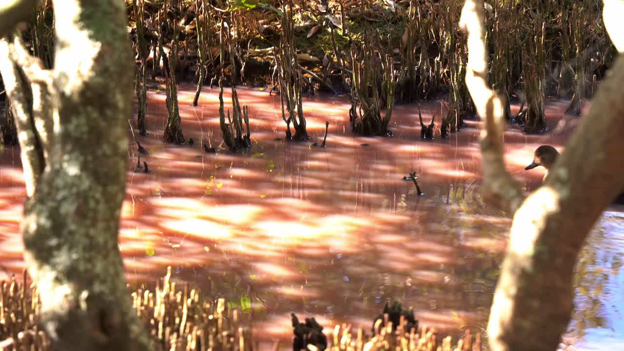 Dabbling duck, grey teal swimming across the scene, foraging for invertebrates in high salinity pink waterway in the mangrove wetlands with blue-green algae blooming during dry season