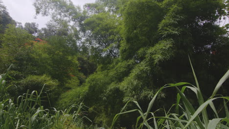 波多黎各里奧塔納馬熱帶森林的茂盛竹葉