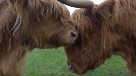 close up of highland cattle on the irish farmland