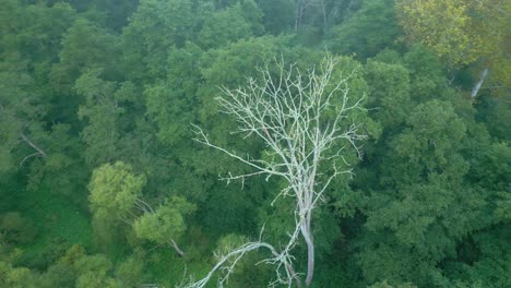 dried leafless tree isolated over dense thicket green forest