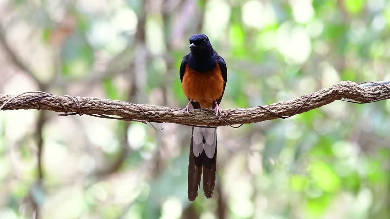 shama de rabadilla blanca encaramado en una vid con fondo bokeo del bosque, copsychus malabaricus, en cámara lenta