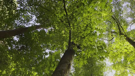 Süßgummi-Liquidambar-Styraciflua-L