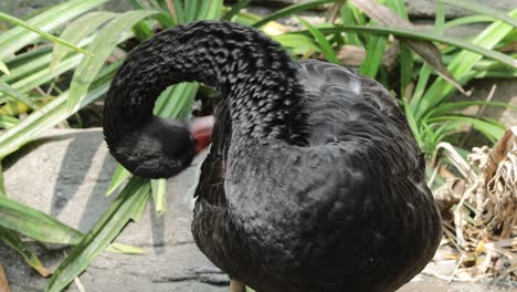limpieza del cisne negro
