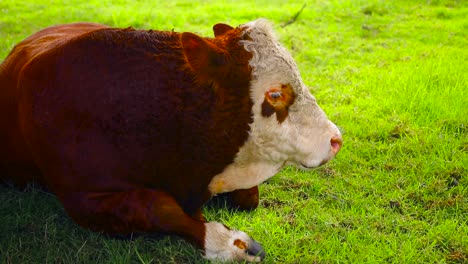 brown cow or bull farm animal in auckland new zealand, cornwall park