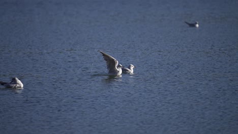 Gaviotas-En-Un-Parque-De-La-Ciudad-En-Un-Frío-Día-De-Otoño