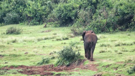 back view of african bush elephant roaming on grassland of aberdare national park in kenya