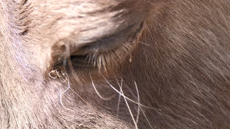 tiro macro extremo de ojo de caballo cerrado disfrutando de la luz del sol al aire libre en la naturaleza