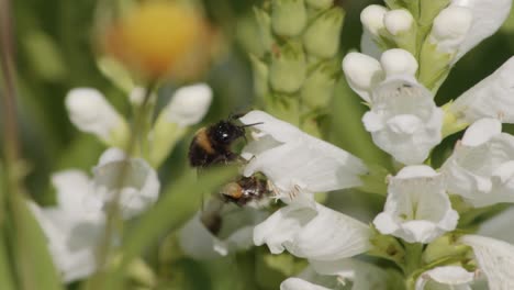 Una-Foto-Macro-De-Primer-Plano-De-Un-Abejorro-Recogiendo-Néctar-De-Flores-Blancas-De-Clethraceae-Y-Despegando