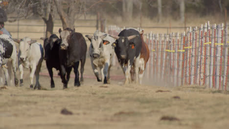 Herde-Bullen,-Die-Am-Zaun-Auf-Landwirtschaftlichem-Ackerland-In-Texas-Entlanglaufen