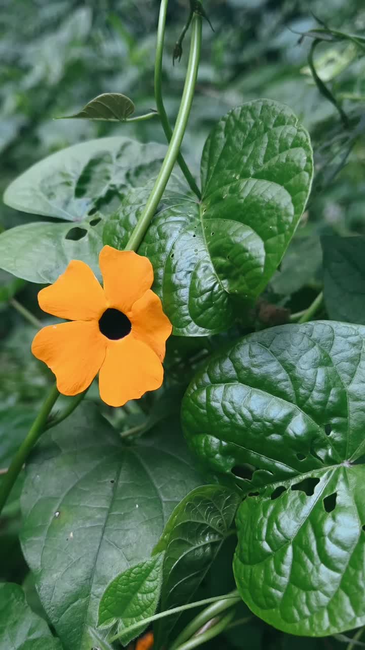 Close-up view of lush green foliage