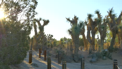 incline hacia arriba a lo largo de un sendero de la reserva natural del desierto con árboles de josué y el hábitat del desierto durante la hora dorada de la mañana en lancaster, california