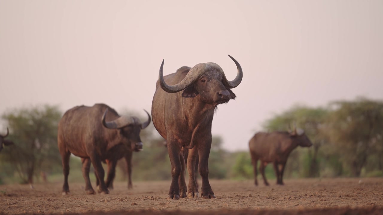 Cinematic Slow Motion Buffalo Herd at Sunset, African Wildlife at Golden Hour, Safari Animals Low Angle Shot in Africa.