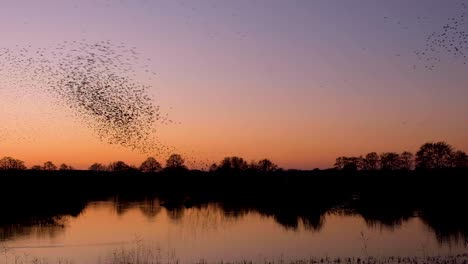 Flock-of-starling-birds-murmuration-twisting,-turning-and-swooping-into-amazing-shapes-during-beautiful-sunset-over-lake-in-Somerset,-West-Country,-England