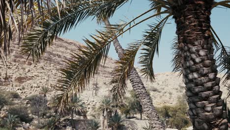 wadi bani khalid, oman: espectacular oasis del desierto con piscinas de esmeralda y hermosas palmeras