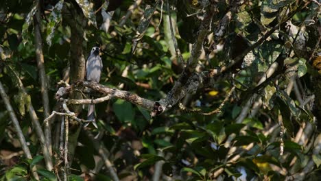 Posado-En-Una-Pequeña-Rama-Mientras-Mira-A-Su-Alrededor,-El-Ceniciento-Drongo-Dicrurus-Leucophaeus-Vuela-Hacia-El-Lado-Derecho-Del-Cuadro.