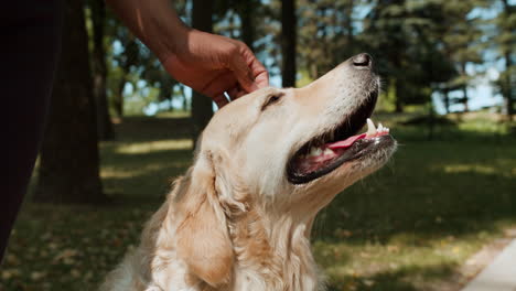 Person-Mit-Hund-Im-Park