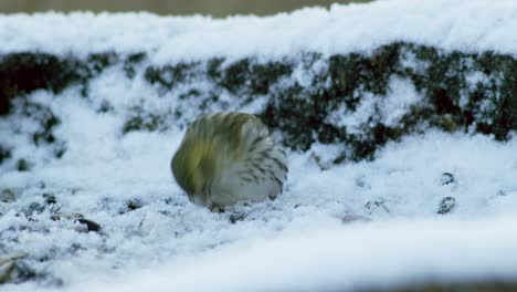 Siskin-Euroasiático-En-Comedero-Para-Pájaros-De-Invierno-Comiendo-Semillas-De-Girasol