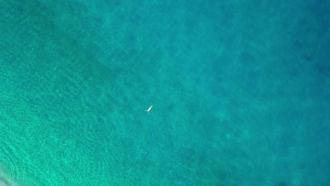 mujer joven flotando en aguas cristalinas de color turquesa en una hermosa playa de arena