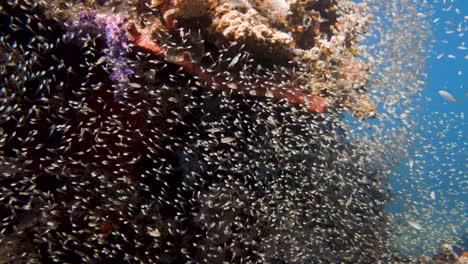 un gran grupo de peces pequeños nadando frente a un colorido arrecife de coral en 4k