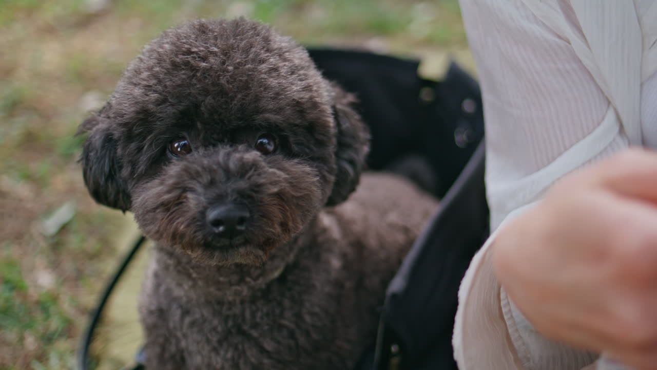 Closeup adorable dog sitting in woman bag relaxing at sunny green park together