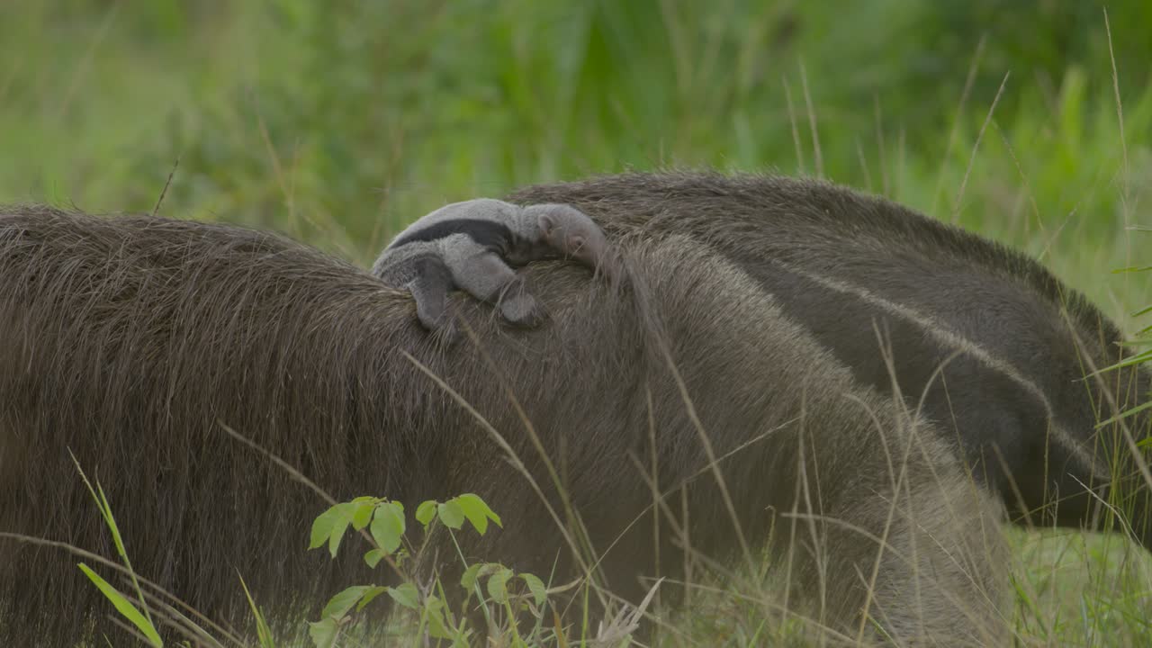 Cute tiny baby giant anteater on its mom's back