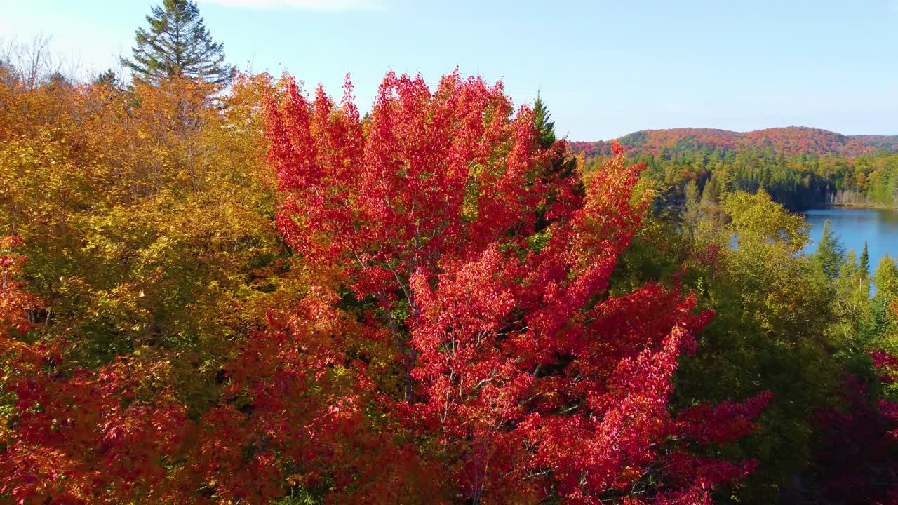 vuelo de otoño sobre los árboles coloridos de un bosque en montreal, quebec