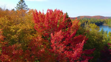 Vuelo-Otoñal-Sobre-Los-Coloridos-árboles-De-Un-Bosque-En-Montreal,-Quebec