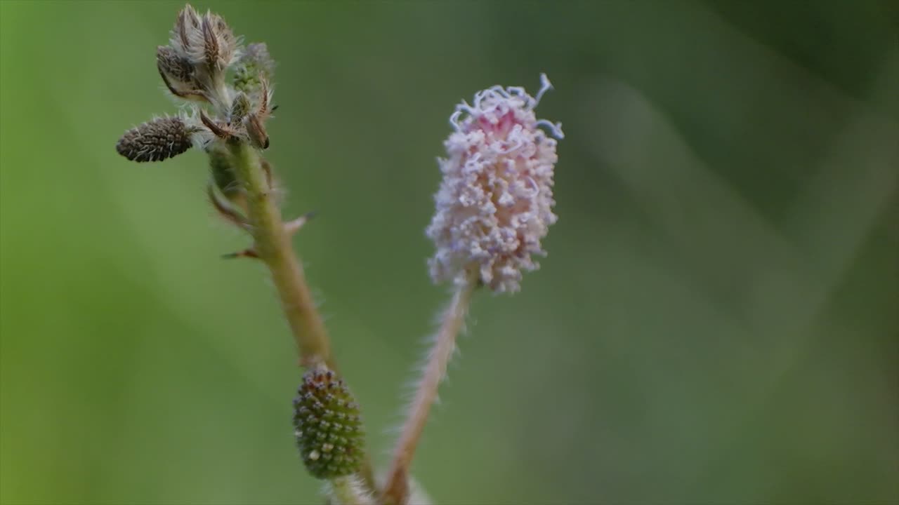 sanguisorba officinalis, sanguisorba officinalis는 유럽의 큰 푸른 나비 phengaris nausithous 및 p에 중요한 식품 식물입니다.