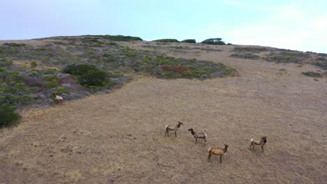 Toma-Aérea-De-La-Vida-Silvestre-De-Los-Ciervos-Alces-Pastando-En-Una-Ladera-Remota-De-California-Central