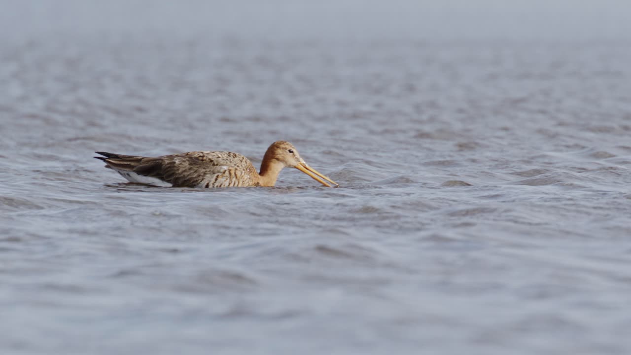 aves costeras en hábitats de humedales