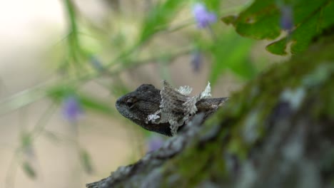 Neugierige-Zauneidechse,-Die-Haut-Abwirft-Und-Sich-Umschaut