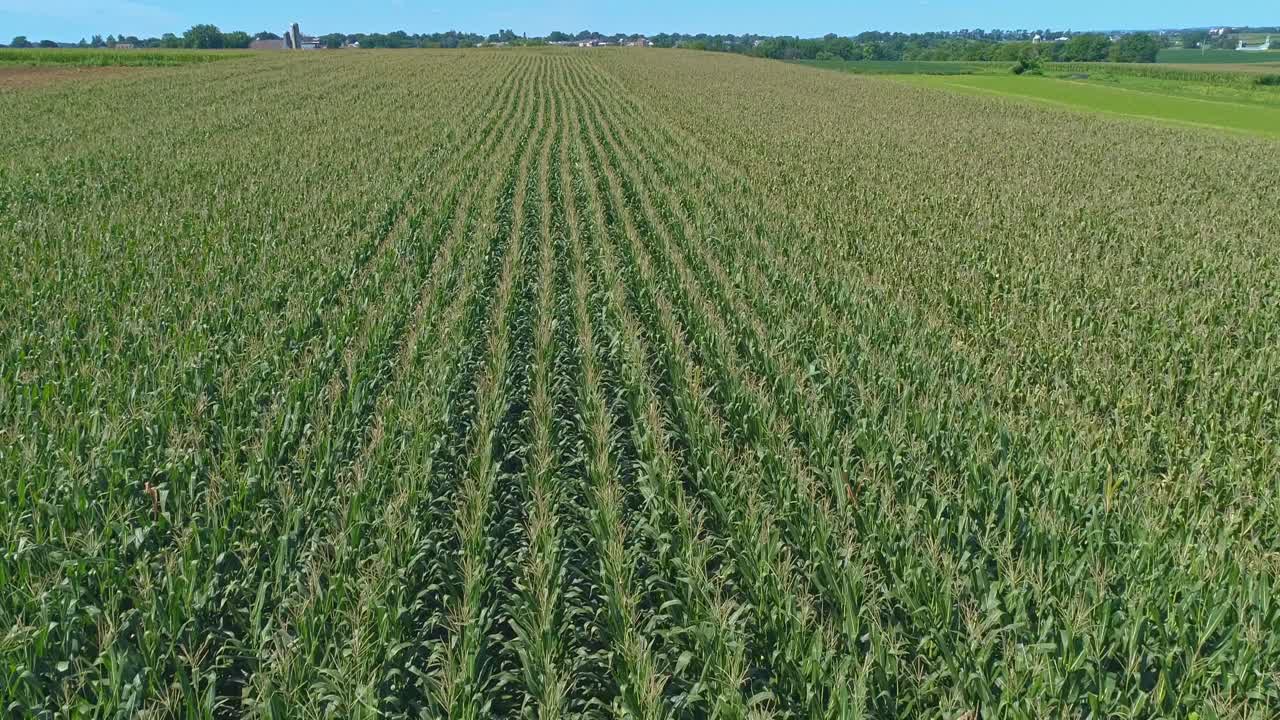 vista aérea de viajar a lo largo de hileras de campos de maíz verde en un día soleado de verano
