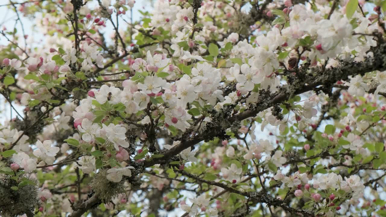 hermoso árbol de manzana de cangrejo blanco que florece en el huerto durante la primavera en cámara lenta en vosges francia