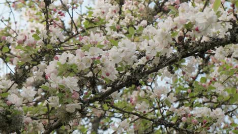 Schöner-Weißer-Holzapfelbaum,-Der-Im-Frühen-Frühling-In-Zeitlupe-In-Den-Vogesen-Frankreich-Im-Obstgarten-Blüht