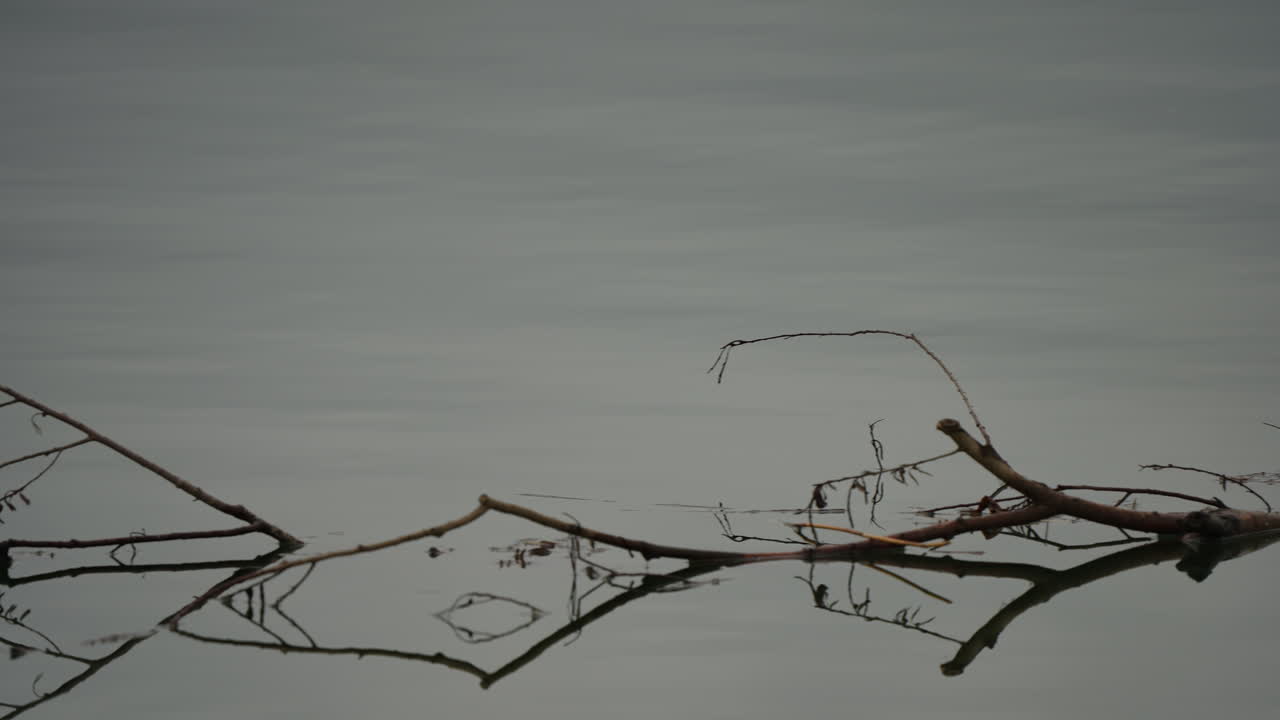 Small tree branch with twigs drifting on still water with clear reflection and soft light