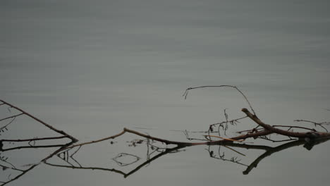 small tree branch with twigs drifting on still water with clear reflection and soft light
