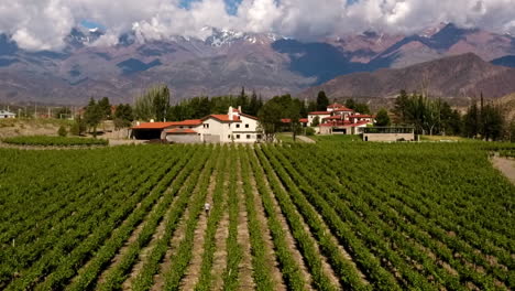 Aéreo---Viñedo-En-Mendoza,-Argentina,-Amplio-Tiro-Ascendente-Hacia-Atrás-Con-Paralaje