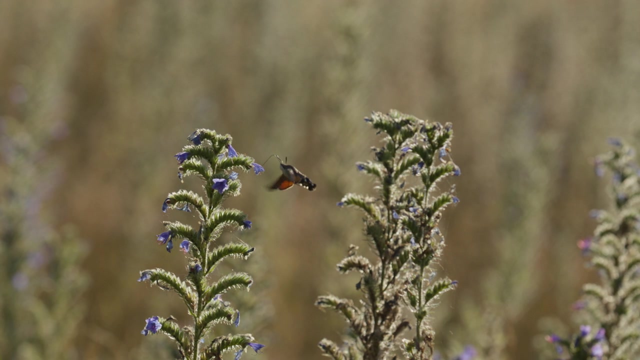Hummingbird hawk-moth fly among Viper's Bugloss flowers collecting nectar, slomo