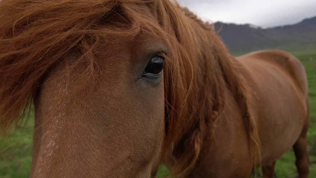caballo islandés en la naturaleza escénica de islandia.