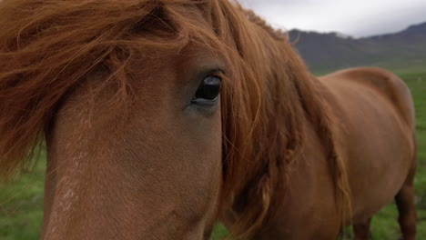 icelandic horse in scenic nature of iceland.